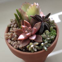 多肉植物寄せ植え教室