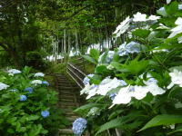 長府庭園 6月の催し