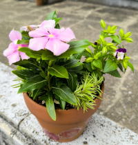 デコパージュ鉢作り＆花の寄せ植え