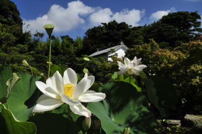 孫文蓮の開花情報はじめました